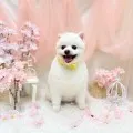 2025年05月10日00時12分投稿　ギャラリー記事「今日のわんちゃん♪」　投稿画像