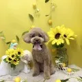 2026年07月30日05時57分投稿　ギャラリー記事「今日のわんちゃん♪」　投稿画像