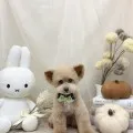 2026年09月06日16時34分投稿　ギャラリー記事「今日のわんちゃん♪」　投稿画像