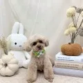2026年10月04日07時03分投稿　ギャラリー記事「今日のわんちゃん♪」　投稿画像