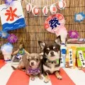 2025年08月27日12時13分投稿　ギャラリー記事「今日のわんちゃん♪」　投稿画像