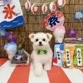 2025年08月27日12時14分投稿　ギャラリー記事「今日のわんちゃん♪」　投稿画像