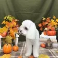 2026年10月25日17時32分投稿　ギャラリー記事「今日のわんちゃん♪」　投稿画像
