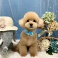 2025年07月08日03時07分投稿　ギャラリー記事「今日のわんちゃん♪」　投稿画像