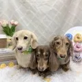 2026年05月20日13時41分投稿　ギャラリー記事「今日のわんちゃん♪」　投稿画像