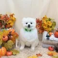 2025年10月14日20時41分投稿　ギャラリー記事「今日のわんちゃん♪」　投稿画像