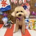 2025年08月27日12時15分投稿　ギャラリー記事「今日のわんちゃん♪」　投稿画像