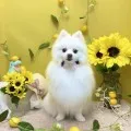 2026年07月20日22時23分投稿　ギャラリー記事「今日のわんちゃん♪」　投稿画像