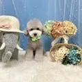 2025年07月08日03時07分投稿　ギャラリー記事「今日のわんちゃん♪」　投稿画像