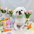 2025年05月23日21時19分投稿　ギャラリー記事「今日のわんちゃん♪」　投稿画像