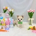 2025年05月06日18時00分投稿　ギャラリー記事「今日のわんちゃん♪」　投稿画像