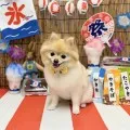 2025年08月27日12時16分投稿　ギャラリー記事「今日のわんちゃん♪」　投稿画像