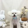 2026年09月06日16時34分投稿　ギャラリー記事「今日のわんちゃん♪」　投稿画像