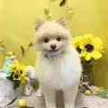 2026年07月17日05時27分投稿　ギャラリー記事「今日のわんちゃん♪」　投稿画像