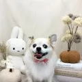2026年09月22日07時45分投稿　ギャラリー記事「今日のわんちゃん♪」　投稿画像
