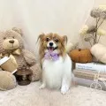 2025年10月14日20時38分投稿　ギャラリー記事「今日のわんちゃん♪」　投稿画像