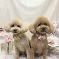 2026年04月05日18時00分投稿　ギャラリー記事「今日のわんちゃん♪」　投稿画像