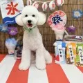 2025年08月07日18時00分投稿　ギャラリー記事「今日のわんちゃん♪」　投稿画像