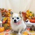 2025年11月29日00時01分投稿　ギャラリー記事「今日のわんちゃん♪」　投稿画像