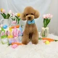 2025年05月23日21時39分投稿　ギャラリー記事「今日のわんちゃん♪」　投稿画像
