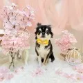 2025年05月10日00時48分投稿　ギャラリー記事「今日のわんちゃん♪」　投稿画像