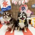 2025年09月14日12時54分投稿　ギャラリー記事「わんちゃん写真集♪」　投稿画像