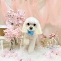 2025年05月10日00時48分投稿　ギャラリー記事「今日のわんちゃん♪」　投稿画像