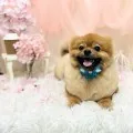2025年04月29日17時53分投稿　ギャラリー記事「今日のわんちゃん♪」　投稿画像