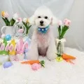 2025年05月23日22時12分投稿　ギャラリー記事「今日のわんちゃん♪」　投稿画像