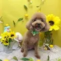 2026年07月18日05時17分投稿　ギャラリー記事「今日のわんちゃん♪」　投稿画像