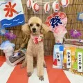 2025年09月14日12時54分投稿　ギャラリー記事「わんちゃん写真集♪」　投稿画像