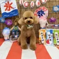 2025年08月27日12時14分投稿　ギャラリー記事「わんちゃん写真集♪」　投稿画像