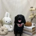2026年10月04日07時03分投稿　ギャラリー記事「今日のわんちゃん♪」　投稿画像