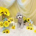 2025年07月21日17時22分投稿　ギャラリー記事「今日のわんちゃん♪」　投稿画像