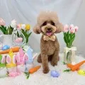 2025年05月23日21時19分投稿　ギャラリー記事「今日のわんちゃん♪」　投稿画像