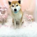 2025年05月10日01時25分投稿　ギャラリー記事「今日のわんちゃん♪」　投稿画像
