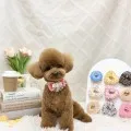 2026年05月30日01時11分投稿　ギャラリー記事「今日のわんちゃん♪」　投稿画像