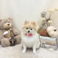 2025年09月14日12時59分投稿　ギャラリー記事「今日のわんちゃん」　投稿画像