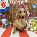 2025年08月22日18時00分投稿　ギャラリー記事「今日のわんちゃん♪」　投稿画像