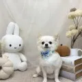 2026年10月04日07時03分投稿　ギャラリー記事「今日のわんちゃん♪」　投稿画像