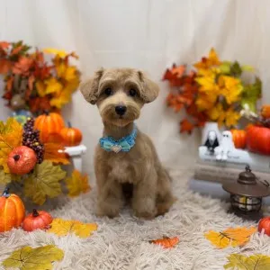 ギャラリー「今日のわんちゃん♪」