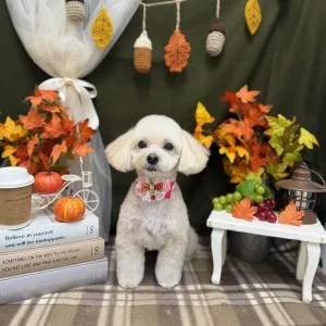 2025年11月22日18時00分投稿　ギャラリー記事「今日のわんちゃん♪」