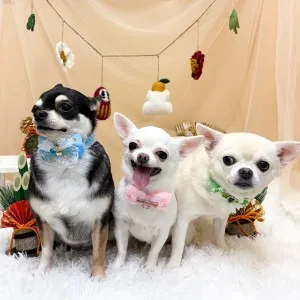 2026年01月23日14時01分投稿 ギャラリー記事「今日のわんちゃん♪」