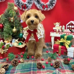 ギャラリー「今日のわんちゃん♪」