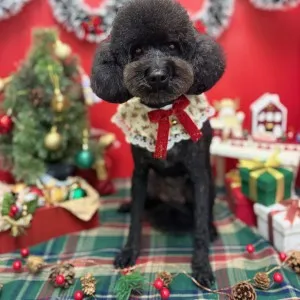 2025年12月02日17時14分投稿　ギャラリー記事「今日のわんちゃん♪」