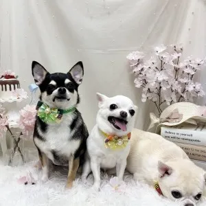 2026年04月24日18時00分投稿　ギャラリー記事「今日のわんちゃん♪」