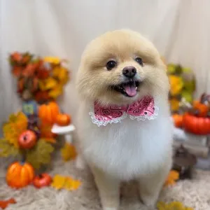 ギャラリー「今日のわんちゃん♪」