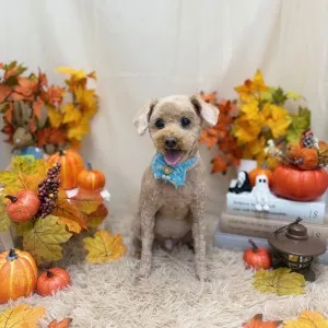 ギャラリー「今日のわんちゃん♪」