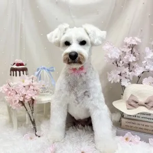 2026年04月10日18時00分投稿 ギャラリー記事「今日のわんちゃん♪」