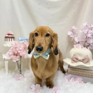 2026年04月11日18時00分投稿 ギャラリー記事「今日のわんちゃん♪」